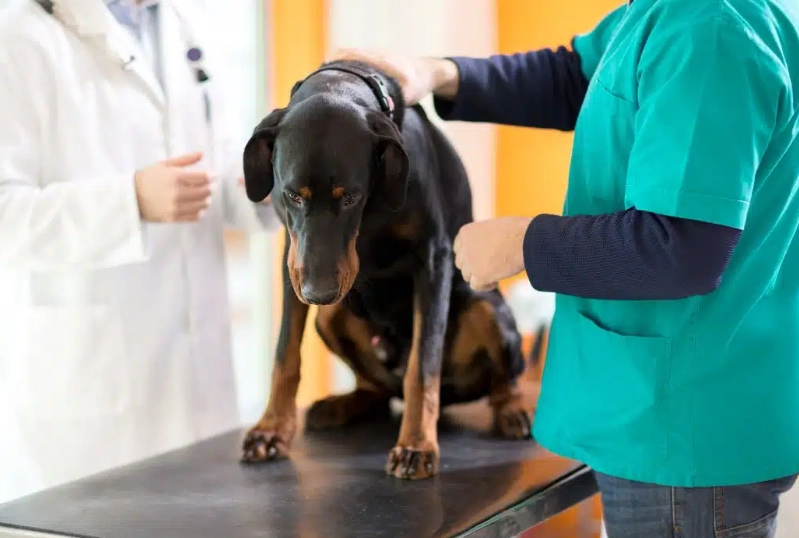 skin tumor in dogs