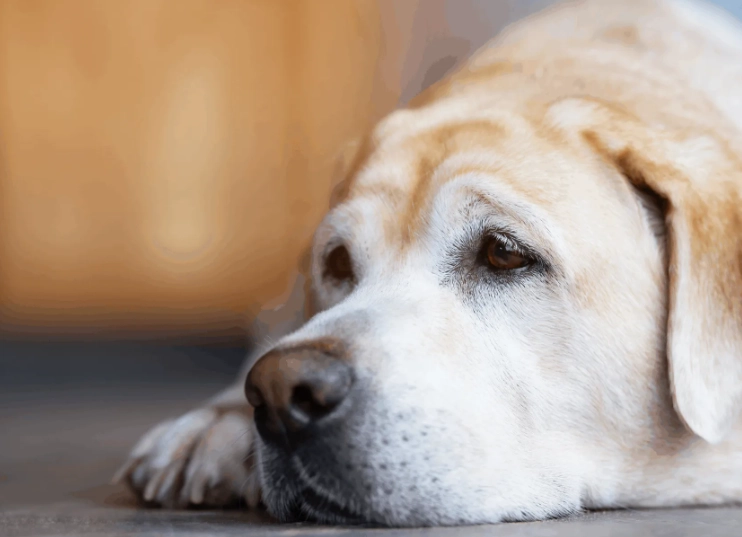 hemangiosarcoma in dogs