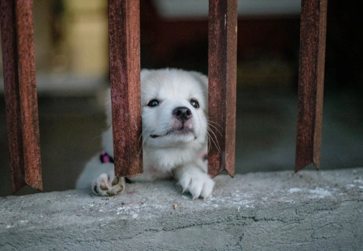 dog cancer treatment