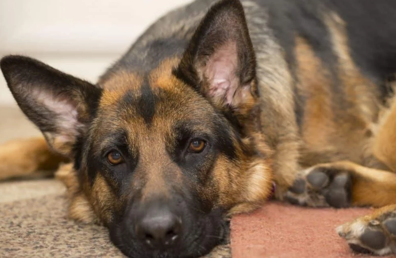 euthanasia for dogs with cancer