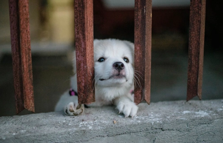 chronic kidney disease in dogs