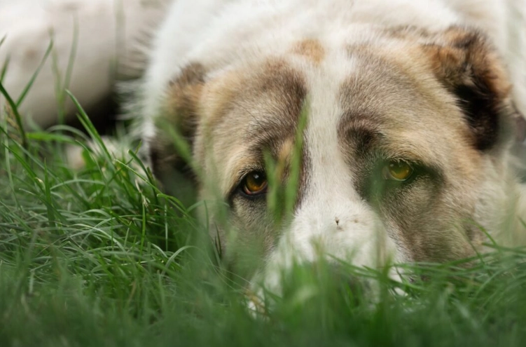 What are silent killers in dogs?