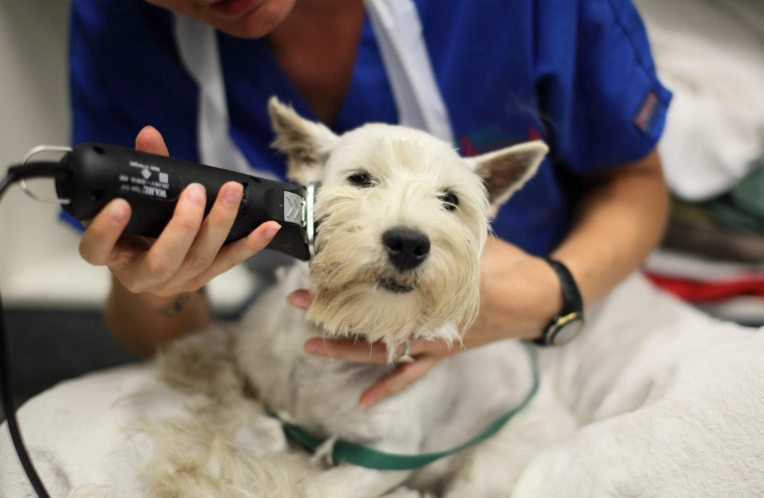 asymptomatic dog diseases