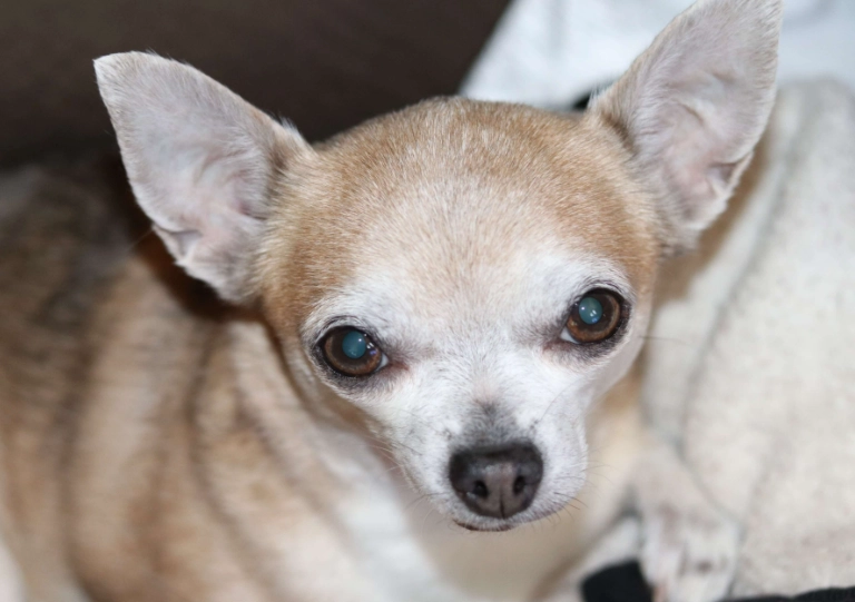 dog cancer treatment