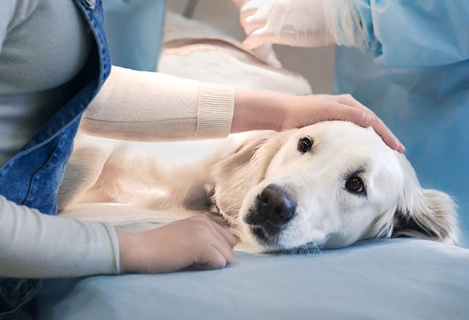 dog hemangiosarcoma symptoms