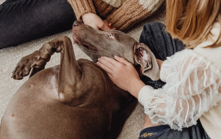 Hemangiosarcoma in dogs when to euthanize