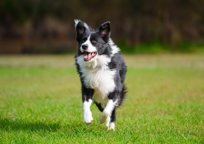 silent killers in dogs