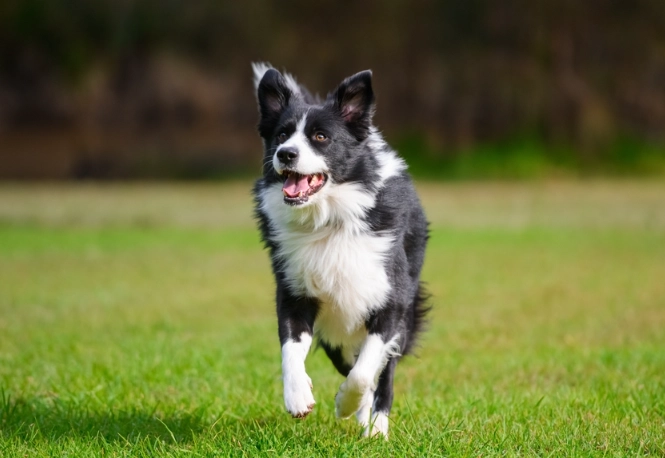 silent killer in dogs