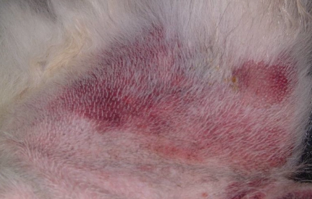 signs dog dying hemangiosarcoma