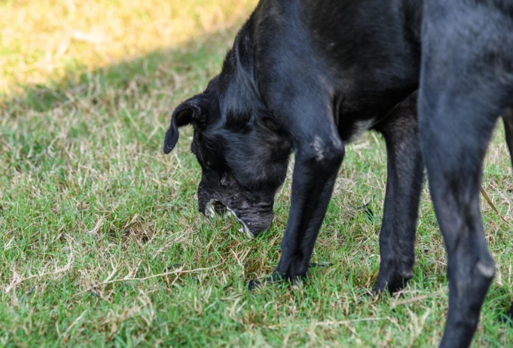 dog kidney failure symptoms