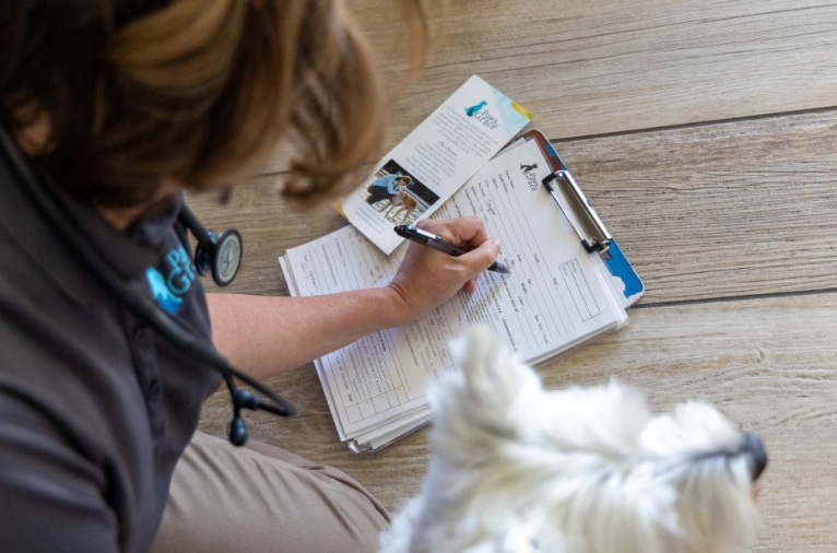 dog hemangiosarcoma symptoms