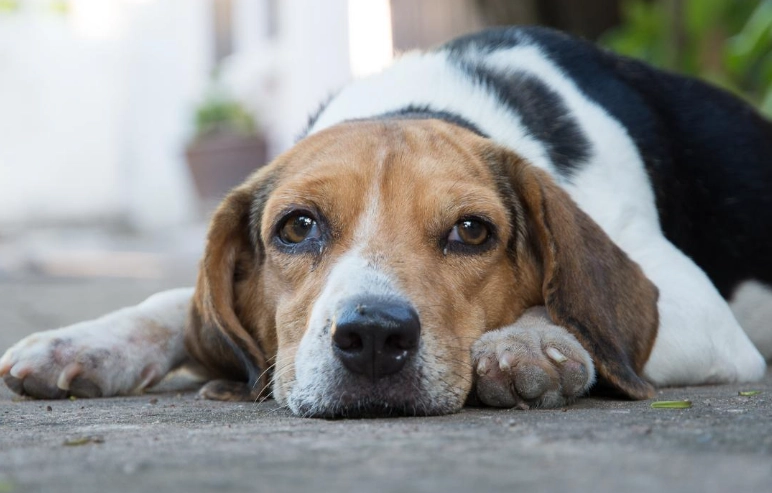 signs dog dying hemangiosarcoma