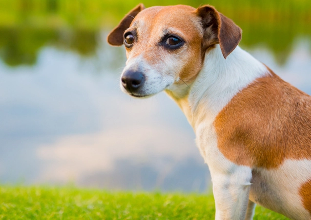 dog diarrhea home remedy