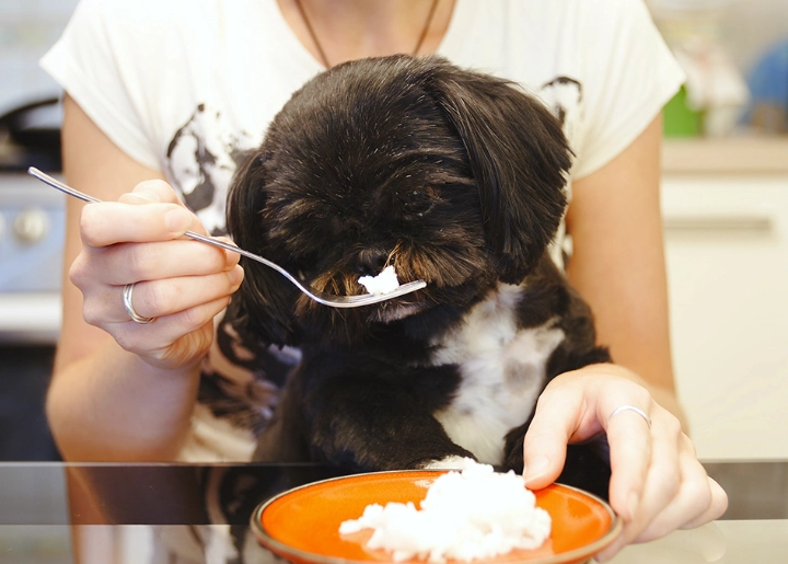 canine gastrointestinal distress