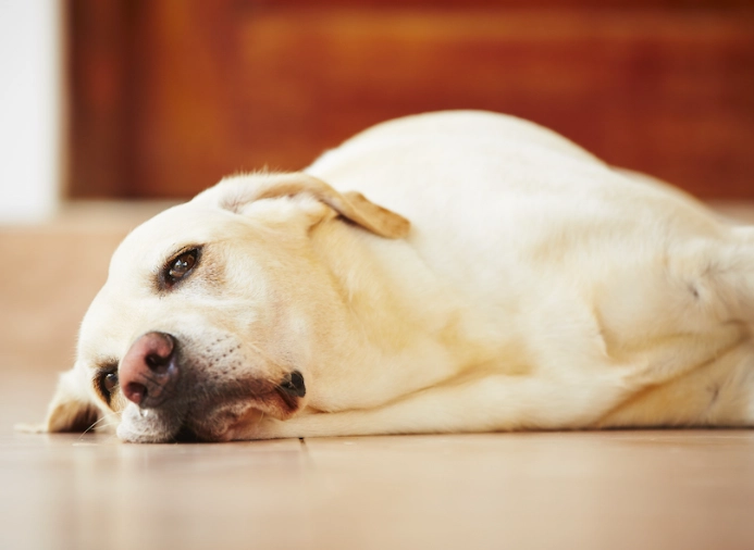 dog diarrhea home remedy