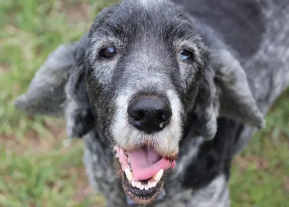 senior dog health issues