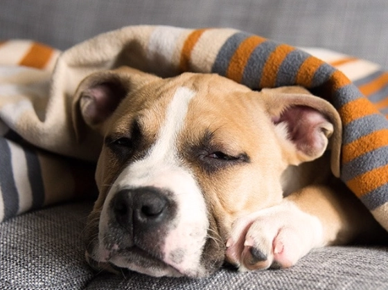 canine gastroenteritis