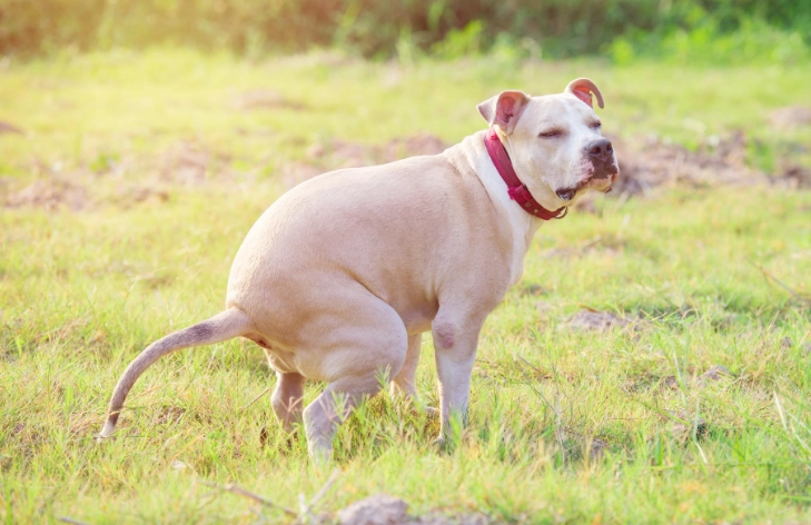 Dog health problems symptoms diarrhea