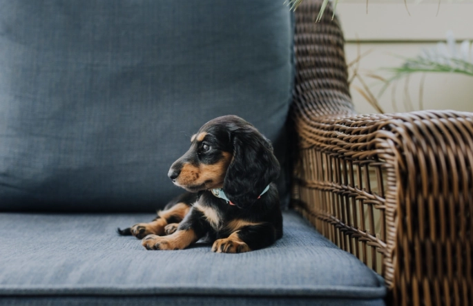 dog vomiting and diarrhea treatment