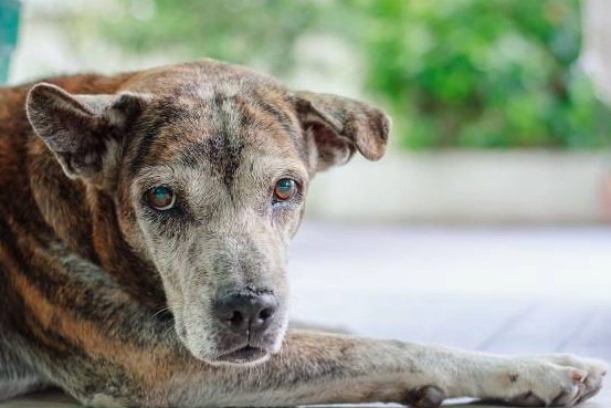 senior dog health issues