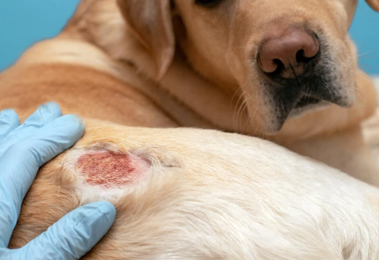 senior dog health problems