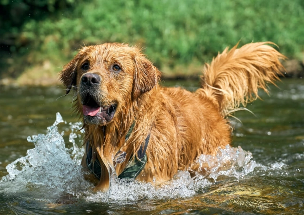 senior dog health problems