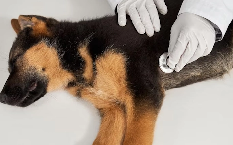 dog health problems dog health problems