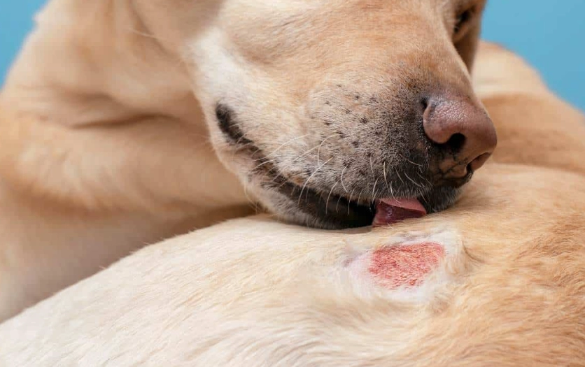 dog skin infection home remedy