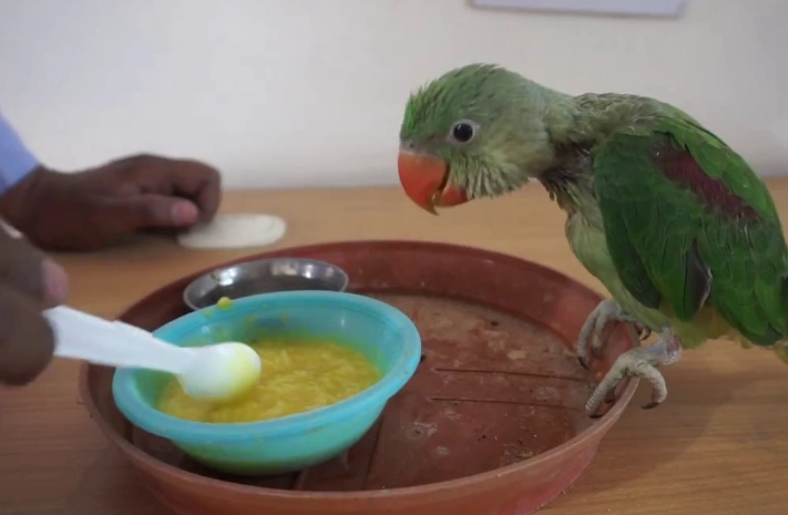 safe foods for parrots