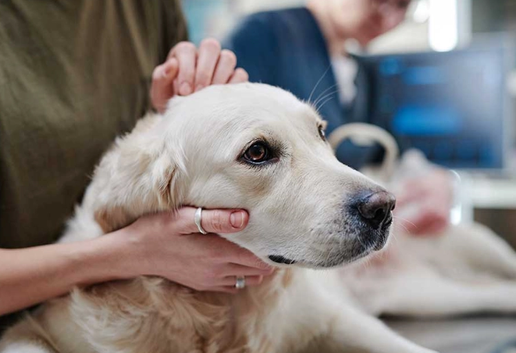 home remedies for sick dog