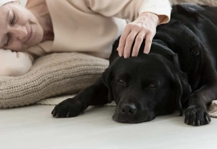 dog vomiting treatment