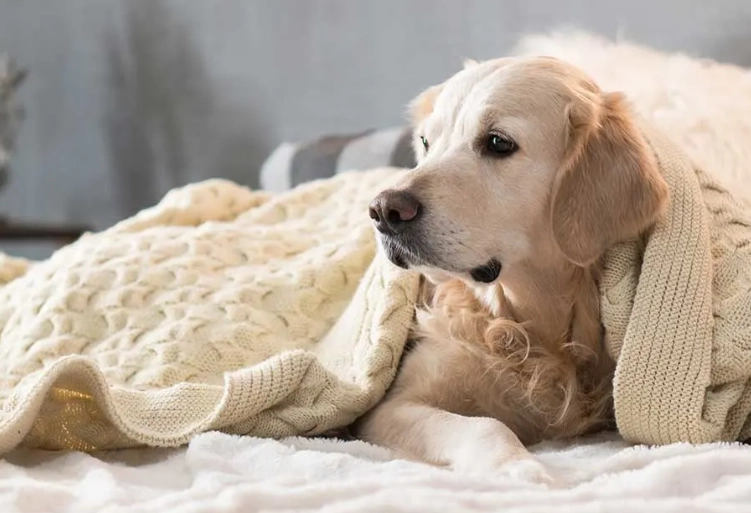 home remedies for sick dog