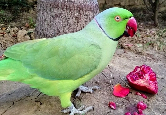 best food for parrots