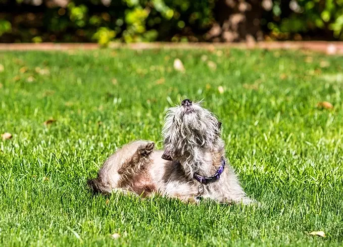 what to put on dog for itching