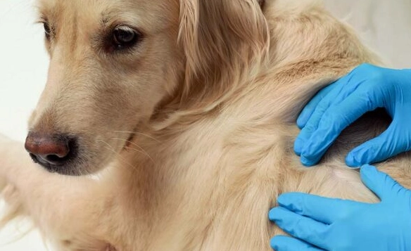 dog skin infection home remedy