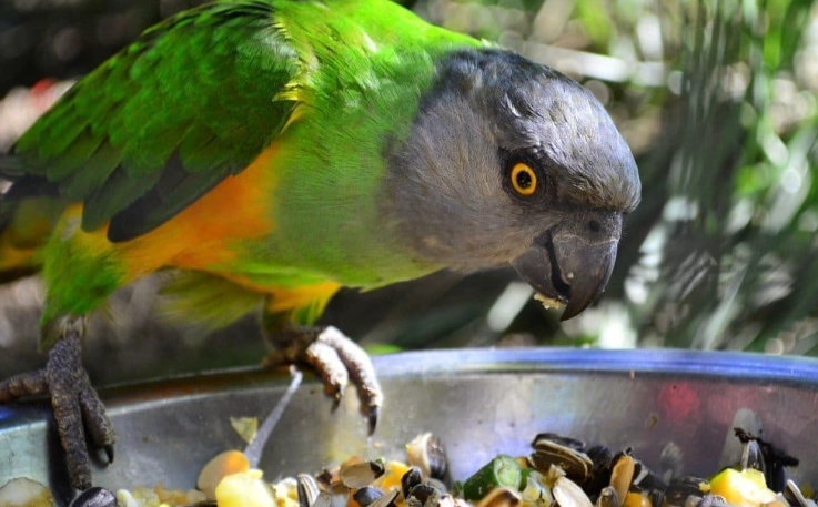 What are parrots favorite food