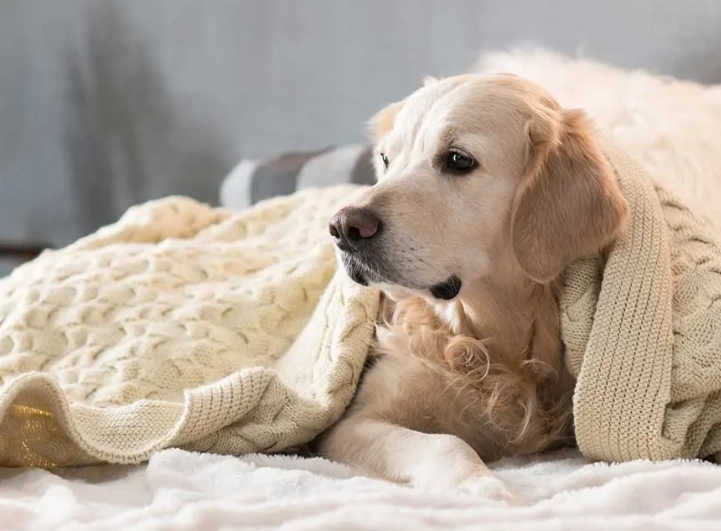 How to cure a sick dog at home