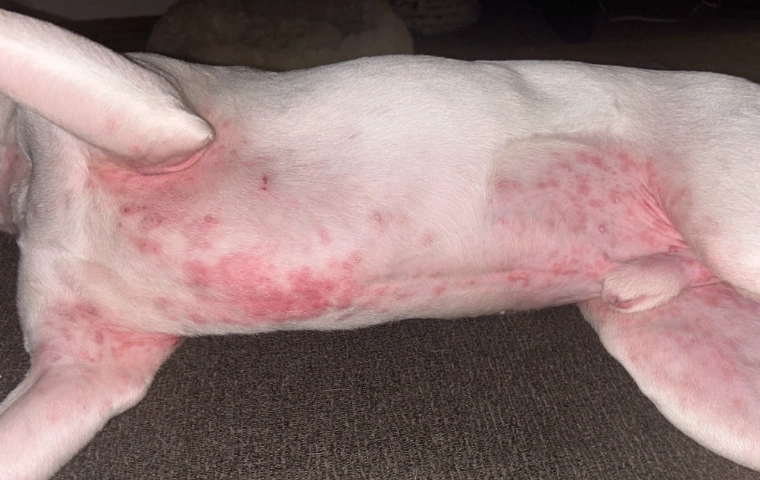 home remedies for dog yeast infection