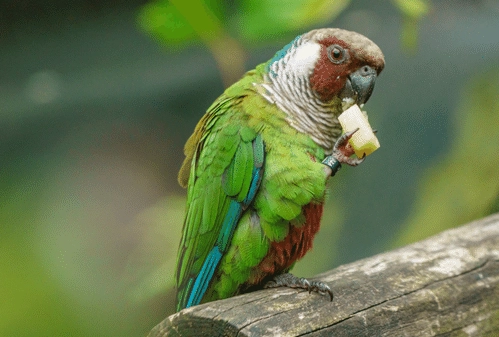 what not to feed parrots