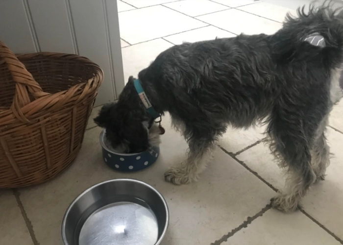 dog vomiting treatment