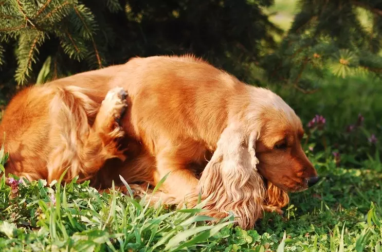 dog itching home remedies