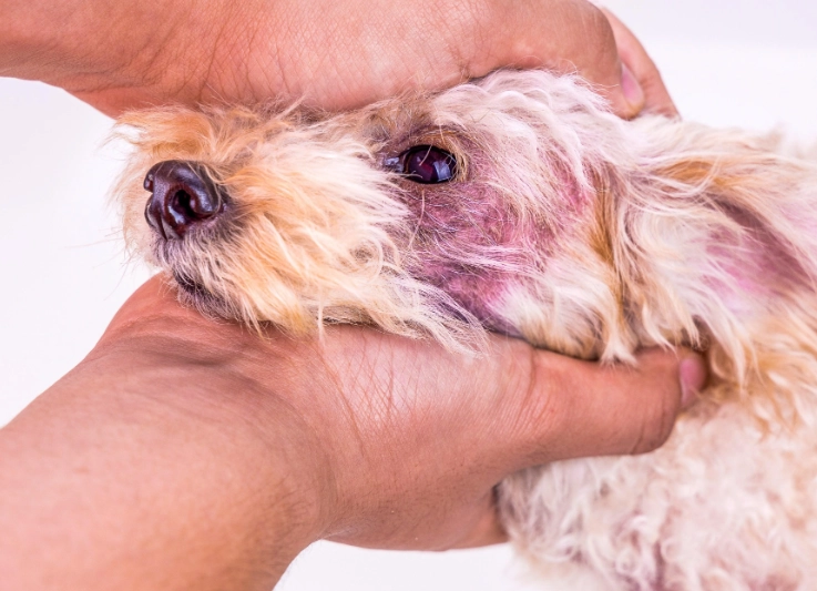 natural treatment for dog skin infection