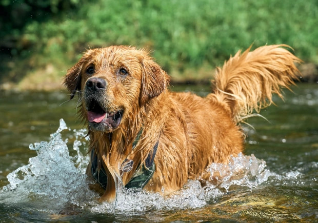 canine first aid at home