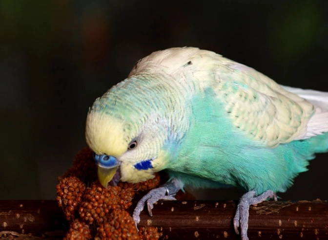 parrot diet