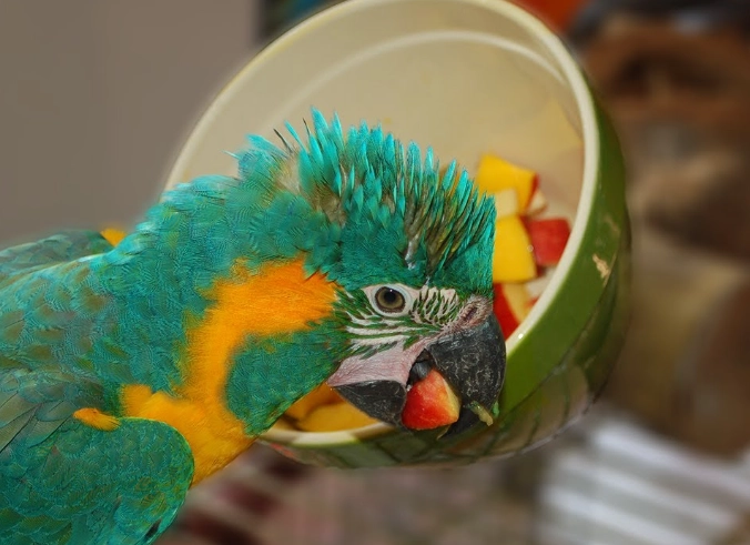 what not to feed parrots