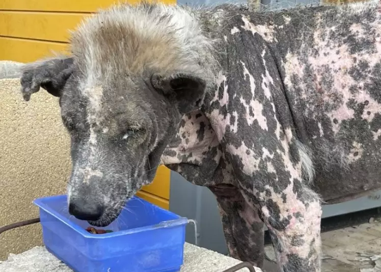 natural treatment for dog skin infection