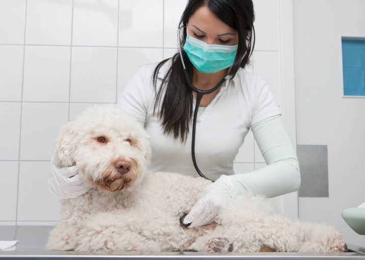 sick dog care at home