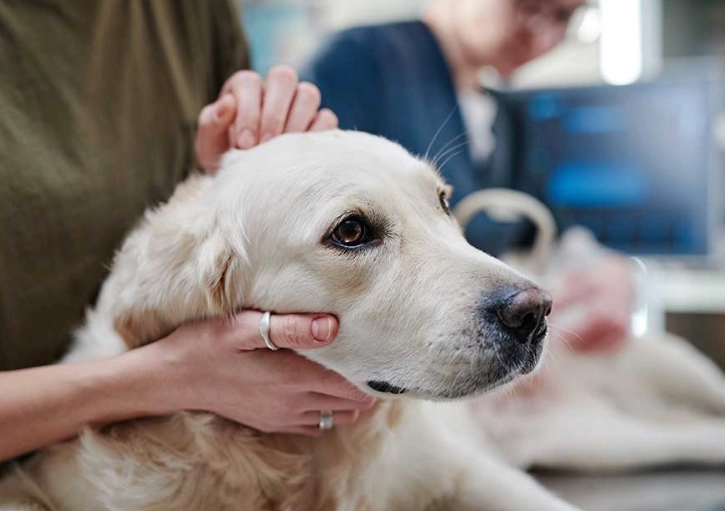 home remedies for sick dog