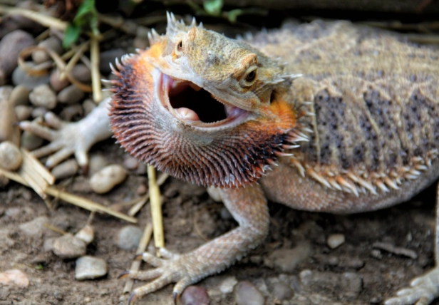bearded dragon habitat setup