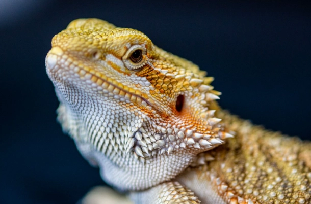 bearded dragon diet